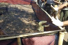 6 Komodo yang Gagal Diselundupkan Akhirnya Dilepasliarkan di Pulau Ontoloe NTT