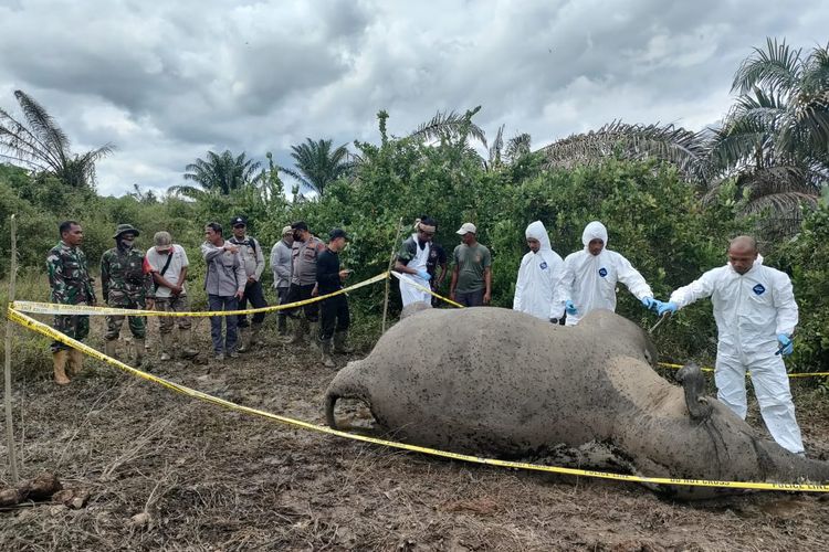 Seekor gajah betina ditemukan mati di area perkebunan milik warga di Desa Sri Mulya, Kecamatan Peunaron, Kabupaten Aceh Timur, Provinsi Aceh, Sabtu, (15/10/2022).