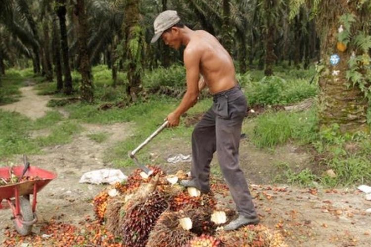 Ilustrasi perkebunan kelapa sawit. Petani mengumpulkan tandan buah segar (TBS) kelapa sawit. Mendag meminta pengusaha membeli TBS sawit dari petani minimal Rp 2.000 per kilogram mulai pekan depan.