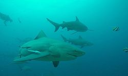 Sebelum Megalodon, Hiu Raksasa 8 Meter Ini Kuasai Lautan Era Dinosaurus