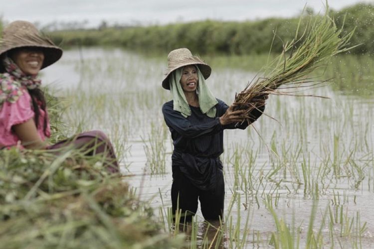 Kementerian Pertanian menambah alokasi pupuk bersubsidi untuk Provinsi Riau