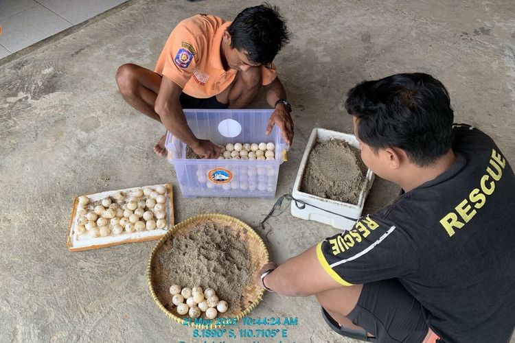 Gunungkidul Jadi Favorit Penyu Bertelur Lagi, Ratusan Telur Ditemukan di Pantai