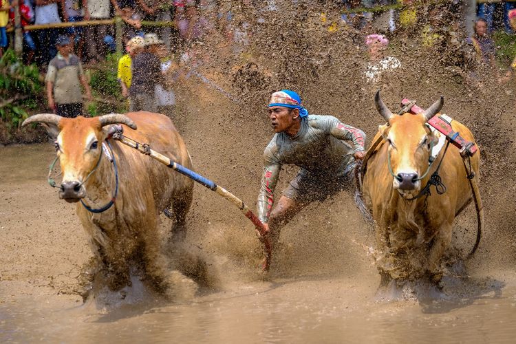 Seorang joki berusaha mengendalikan sapi (Jawi) saat mengikuti kegiatan olahraga tradisional Pacu Jawi di Tanah Datar, Sumatera Barat, Sabtu (17/3/2018). Pacu Jawi merupakan permainan olahraga tradisional yang diadakan usai panen padi dan telah menjadi atraksi wisata untuk menarik wisatawan asing dan wisatawan lokal.