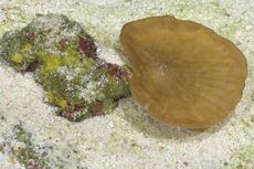 Lebih dari 50 Spesies Laut Tak Dikenal Ditemukan di Dekat Pulau Paskah