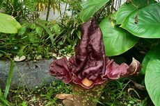 Bunga Bangkai Suweg Muncul di Taman Pekarangan Sekolah di Solo