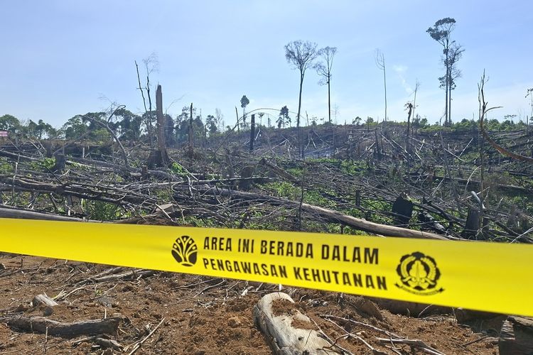 Kawasan hutam di Bengkulu dirambah menjadi perkebunan sawit ilegal. Perusahaan perkebunan sawit yang tak lolos verifikasi administrasi dan berada di area hutan membuat relevansi sertifikasi dipertanyakan.