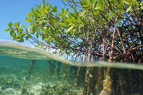 Indonesia Targetkan Rehabilitasi 600.000 Hektare Lahan Mangrove