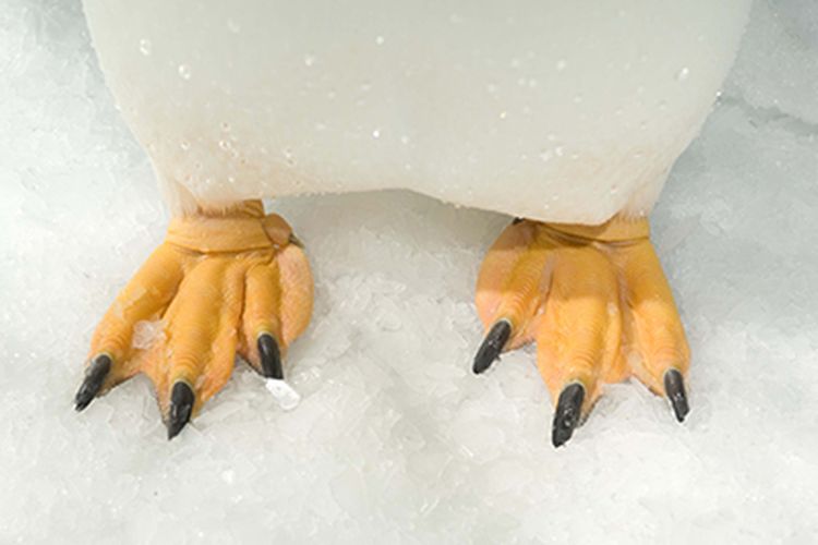 Kaki penguin gentoo yang berselaput dilengkapi otot dan cakar yang kuat