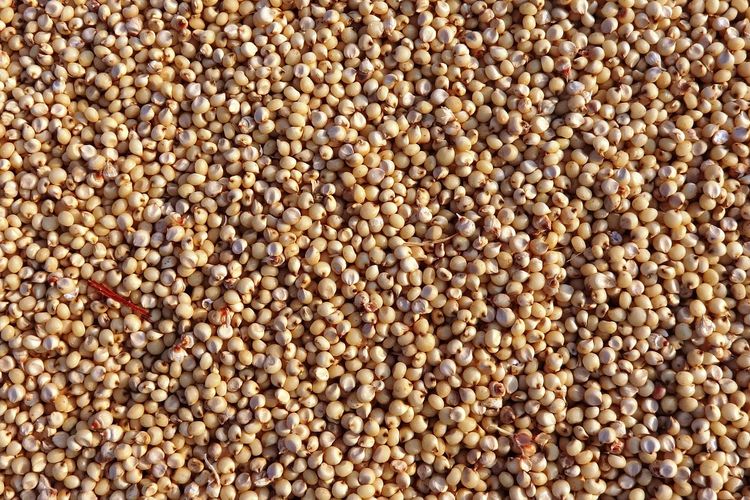 Ilustrasi sorgum. 