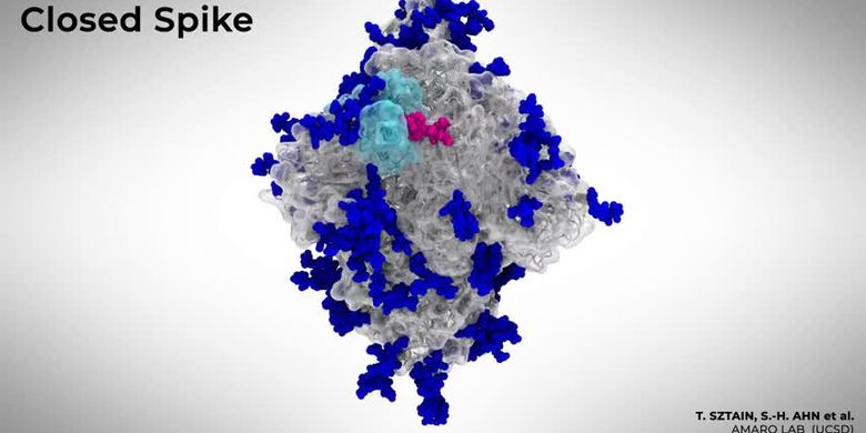 Simulasi berbasis superkomputer menggambarkan glycan, molekul residu glukosa pada protein spike yang menjadi gerbang masuknya virus corona SARS-CoV-2 saat menginfeksi sel inang dalam tubuh manusia, sehingga menyebabkan Covid-19.