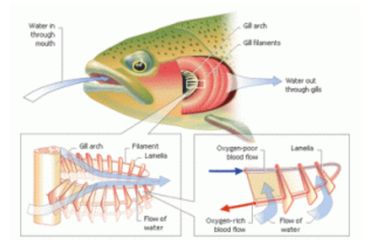 Ikan bernapas dengan insang. Cara kerja organ pernapasan ikan diawali ketika hewan ini menyedot air yang bercampur dengan udara lewat mulutnya.