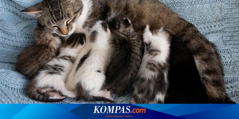 Kurung Anak Kucing Dalam Bilik Air