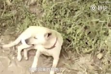 Anjing Selamatkan Seorang Bayi yang Dikubur Hidup-hidup