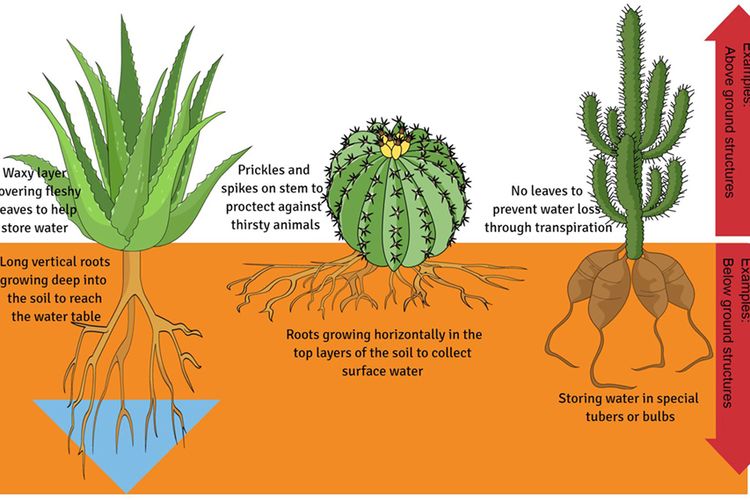 Kaktus menyesuaikan diri terhadap tempat hidupnya di daerah kering dengan mengubah bentuk daunnya menjadi