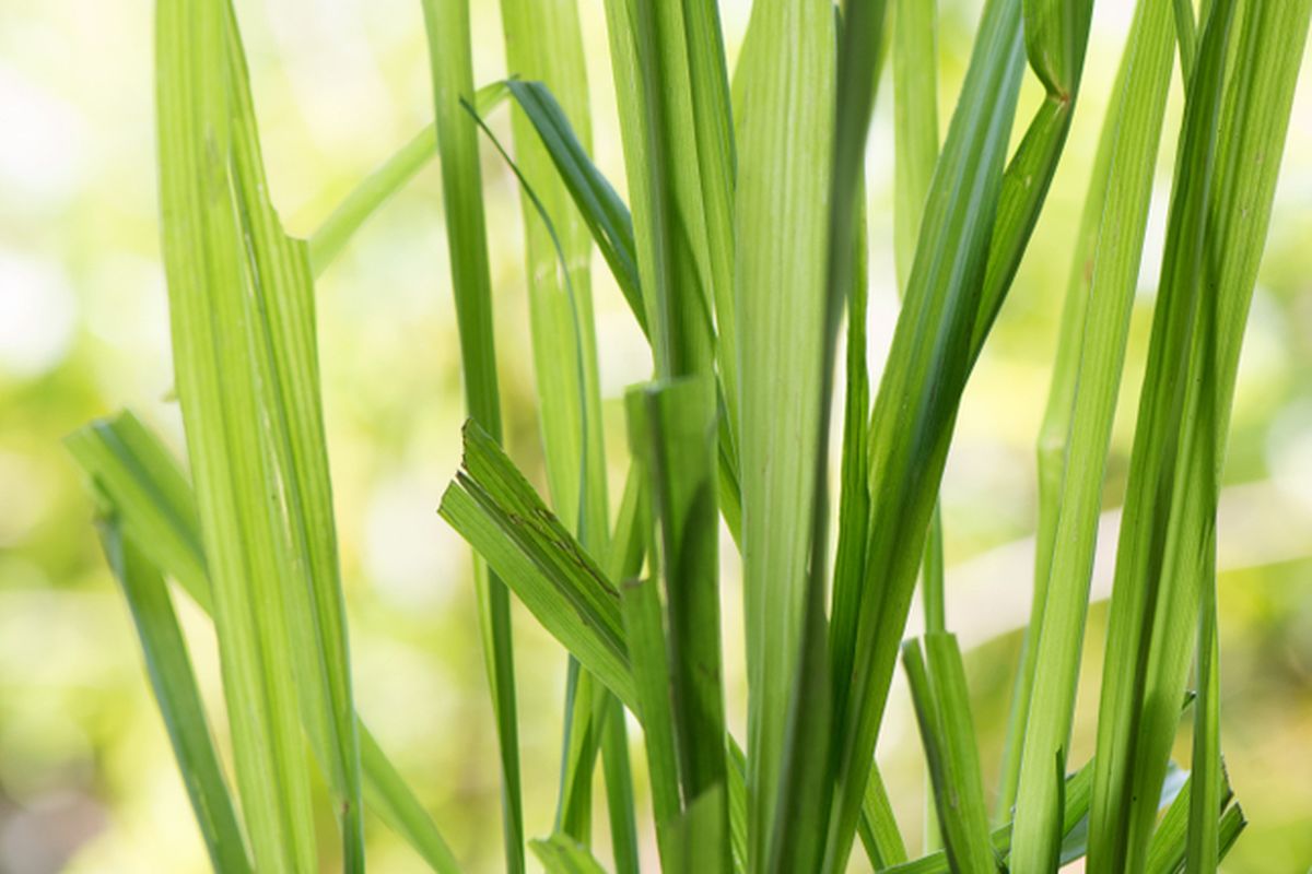 Menanam beberapa jenis rumput hias dapat menjadi cara mengusir lalat, termasuk menanam serai (lemongrass), tanaman yang punya bau harum dan juga bisa sebagai pengusir nyamuk.