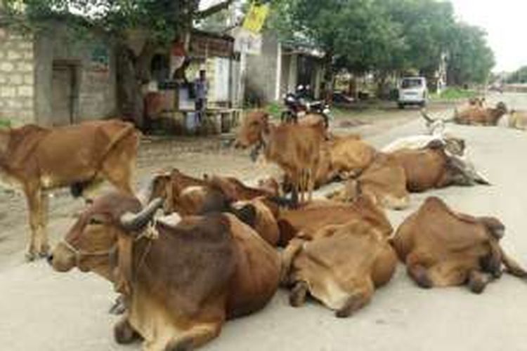 Sapi-sapi yang berkeliaran di jalan-jalan raya India.