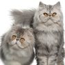 5 Fakta Menarik Kucing Persia, Dicintai Sejumlah Tokoh Dunia