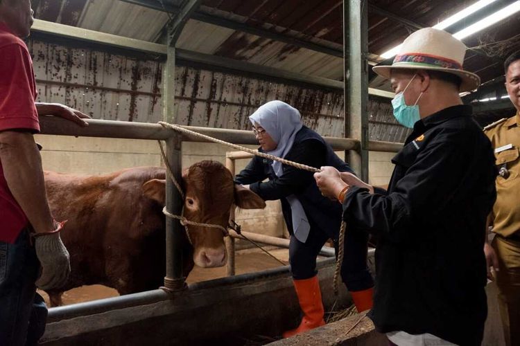 Penyakit Mulut dan Kuku Merebak, Pemerintah Alokasikan 4 Juta Dosis Vaksin