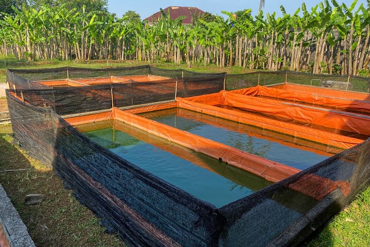 Ilustrasi budidaya ikan lele di kolam terpal.