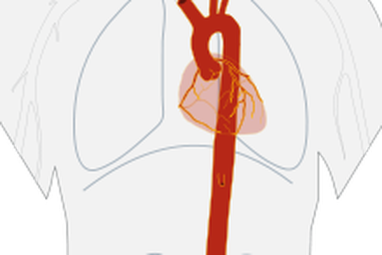 Ilustrasi aorta.