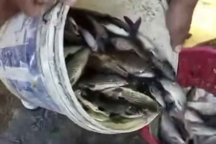 Ribuan Ikan di Sungai Belik Bantul Mendadak Mati dan Berbusa, Diduga akibat Limbah Pencucian Drum