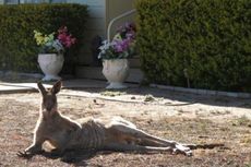 Sekelompok Kanguru Kuasai Halaman Sebuah Sekolah di Australia