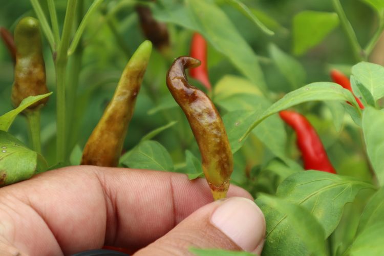 Ilustrasi penyakit patek pada tanaman cabai atau antraknose. 