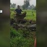 Perjuangan Warga Tangkap Buaya 200 Kg yang Lepas ke Sawah di Cianjur