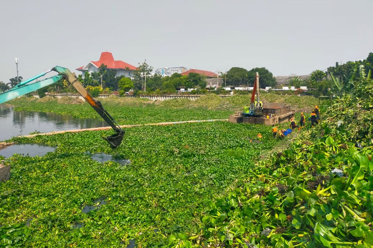 Alat berat excavator dan beberapa personel UPS Badan Air Dinas Lingkungan Hidup DKI Jakarta tengah membersihkan tanaman air eceng gondok di Waduk Pluit, Penjaringan, Jakarta Utara pada Jumat (21/7/2023).