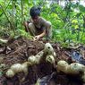 Harga Jahe Anjlok, Petani di Purworejo Biarkan Jahenya Membusuk di Lahan