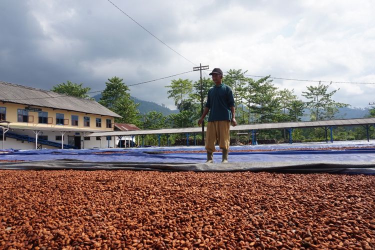 Mulyadi, pekerja pabrik Coklat saat menjemur biji kakao Sabtu (12/5/2018)