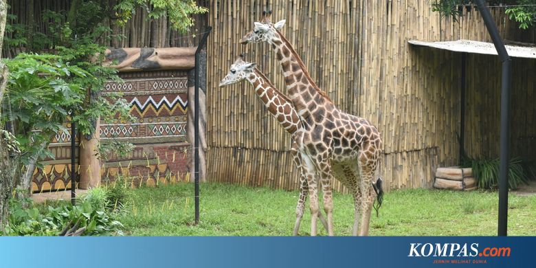 tiket masuk kebun binatang surabaya 2019 Kebun Binatang Bandung Tambah Koleksi Baru Duo Jerapah 