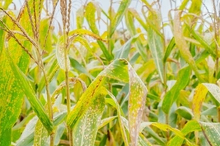 Ilustrasi defisiensi unsur hara pada daun tanaman