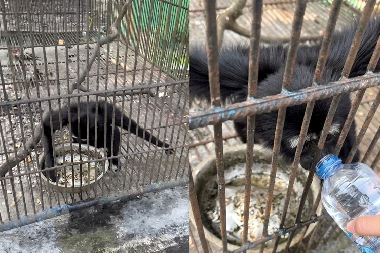 Viral Video Satwa Bumi Kedaton Diduga Kehausan, Pengelola Akui Terkendala Operasional