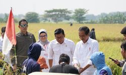 Setelah Subang, Plt Mentan Dampingi Presiden Jokowi Panen Raya di Indramayu
