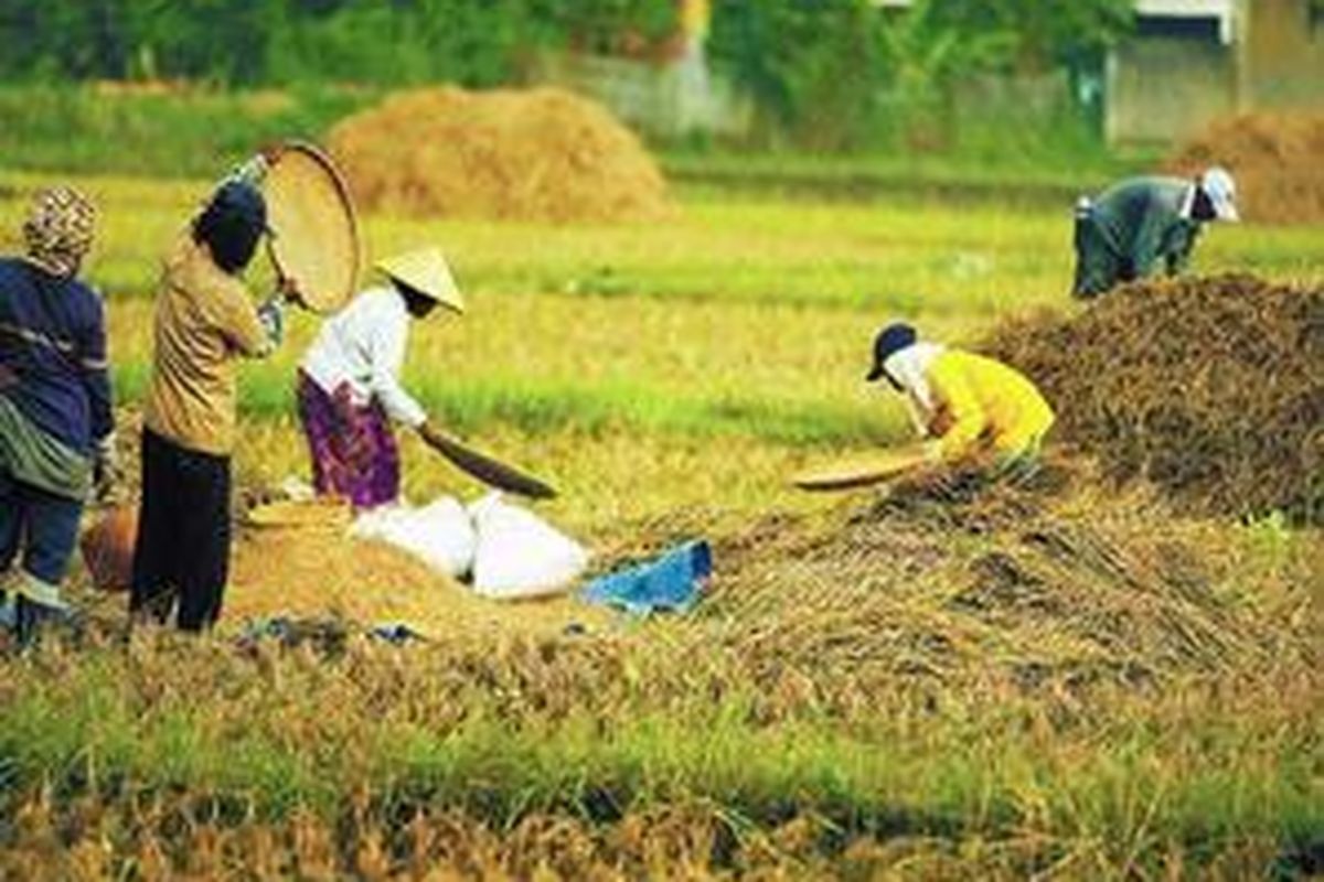 Sejumlah petani menampi gabah yang baru saja dipanen di tepi Jalan Ciwastra, Kota Bandung, Jawa Barat, Minggu (30/3). Di tepi sawah tersebut, hingga Senin kemarin, sejumlah tengkulak telah siap membeli gabah basah hasil panen para petani dengan harga Rp 210.000 per kuintal