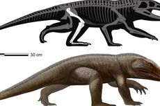 Spesies Baru Reptil Purba Era Trias Ditemukan di Brasil