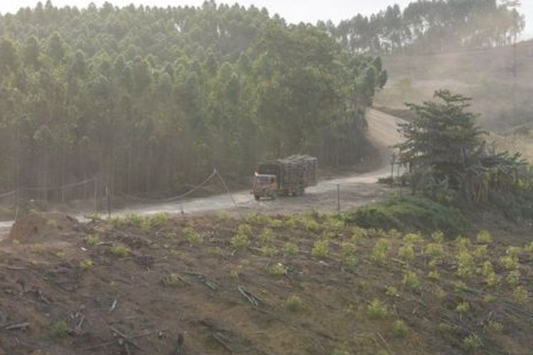 Lahan Hutan Tanaman Industri milik ITCI Hutani Manunggal di Penajam Paser Utara. 