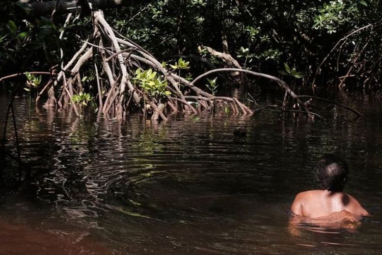 Mama Ani mencari kerang dengan penuh ketenangan, sambil sesekali menyanyikan lagu berbahasa Enggros di bawah bayang-bayang daun bakau