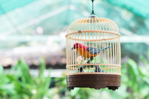 Cara Membersihkan Kandang Burung agar Terhindar dari Kuman