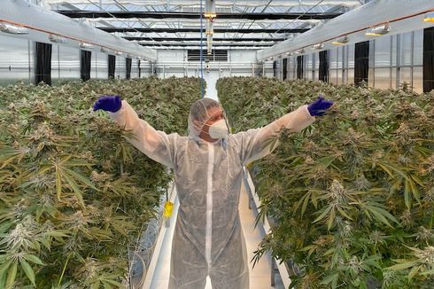 Kebun Ganja Terbesar Segera Dibuka di Australia, Bermodal Rp 4,5 Triliun