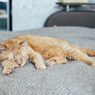 Mengenal 4 Siklus Tidur Seekor Kucing