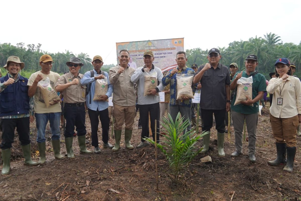 Sekretaris Ditjenbun Heru Tri Widarto menggelar tanam padi di kebun sawit bersama Poktan Tunas Jaya di Dedsa Kerta Raharja, Kecamatan Banjarsari, Kabupaten Lebak, Provinsi Banten, Kamis (14/3/2024).