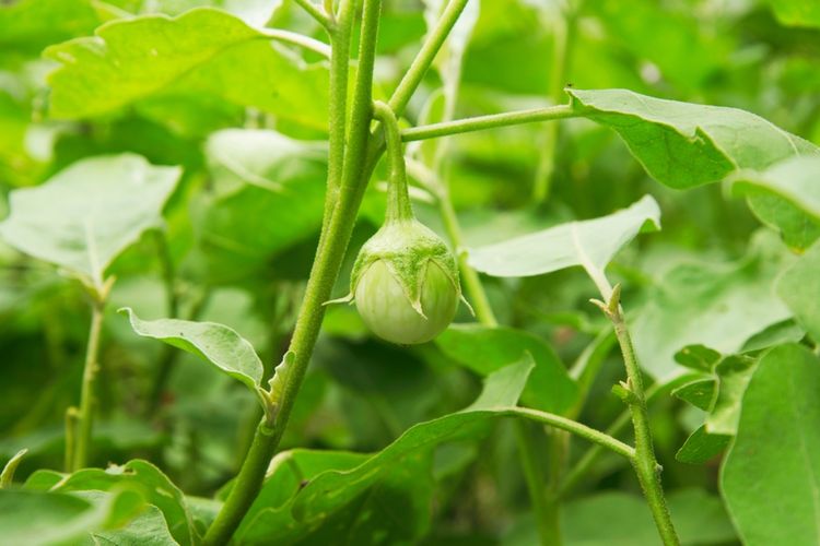 Tanaman terong gelatik, terong lalap