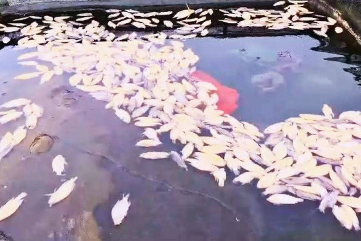 Ribuan ikan nila di Telaga Ngebel, Kabupaten Ponorogo, dilaporkan mati sejak Hari Jumat (31/1). Matinya ribuan ikan di Telaga Ngebel diduga p[engaruh belerang didasar telaga yang terpengaruh dengan tiupan angin dingin yang kencang melanda Kabupaten Ponorogo akhir akhir ini.