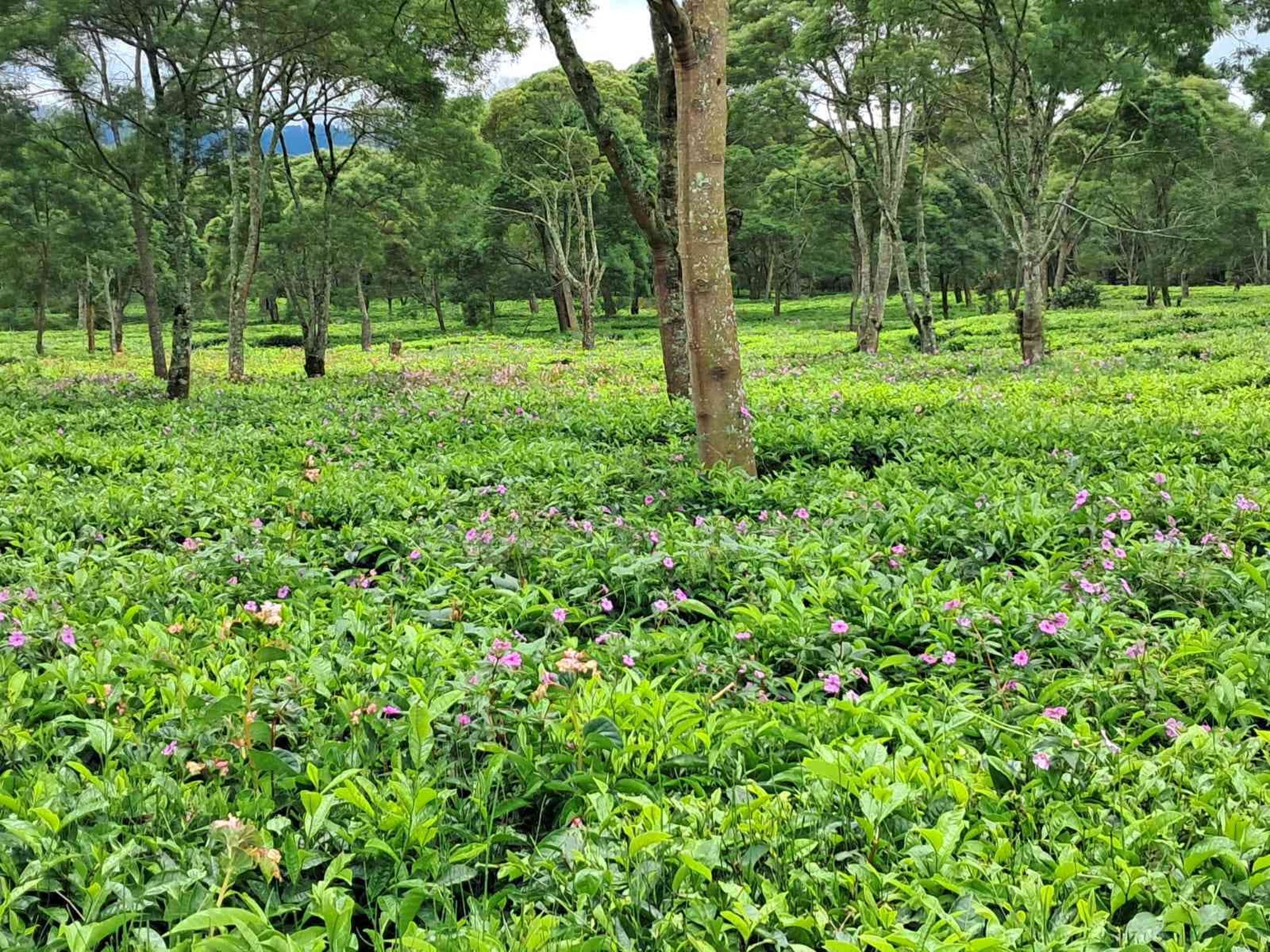 Hamparan Perkebunan teh Malabar yang disisipi bunga Pacar Air menambah keindahan (dokumen pribadi)