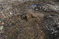 Miris, Gajah di Sri Lanka Mati Usai Makan Sampah Plastik 