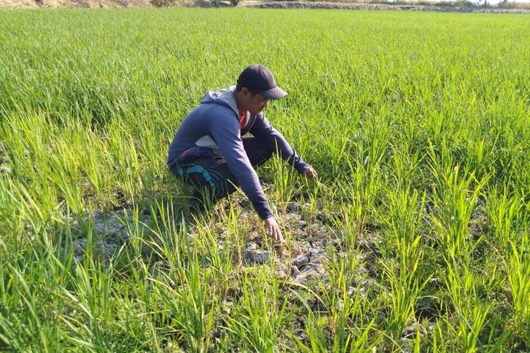 Salah satu sawah yang kekeringan di Kendal. KOMPAS.com/SLAMET PRIYATIN