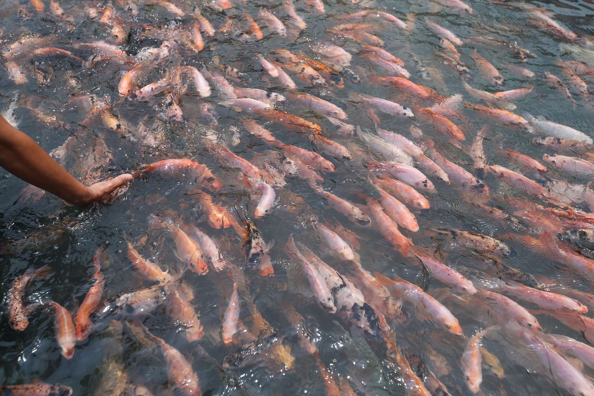 Saluran irigasi di Kampung Mrican, Giwangan, Umbulharjo, Kota Yogyakarta yang dahulu dipenuhi sampah kini disulap menjadi tempat budi daya ikan, Kamis (22/10/2020).