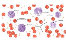 Darah Manusia: Fungsi, Sel, Plasma, dan Jenis Sirkulasinya